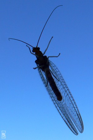 Insect on a window pane - Insecte sur une vitre