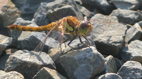 Dragonfly - Libellule