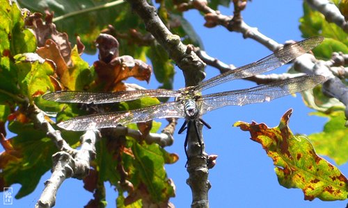 Southern hawker dragonfly - Libellule æschne bleue