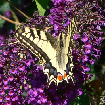 Swallowtail butterfly - Papillon machaon