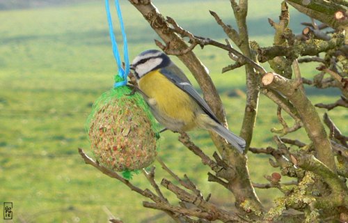 Blue tit - Mésange bleue