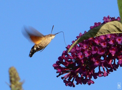 Hummingbird hawk-moth - Moro-sphinx