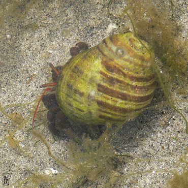 Hermit　crab - Bernard　l’ermite