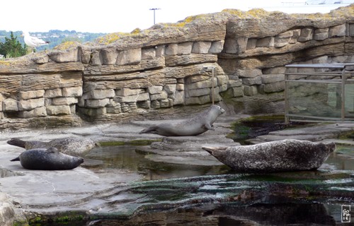 Common seals - Phoques veaux marins