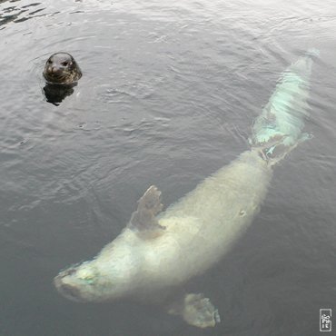 Common seals - Phoques veaux marins
