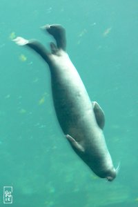 Common seal - Phoque veau marin