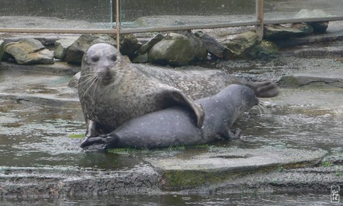 Common seal - Phoque veau marin