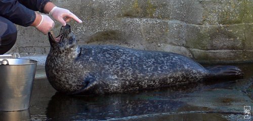 Common seal - Phoque veau marin