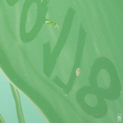 Juvenile flatfish - Poisson plat juvénile