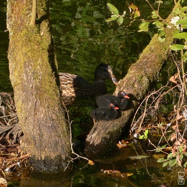 Common moorhen chicks - Poussins de poule d’eau