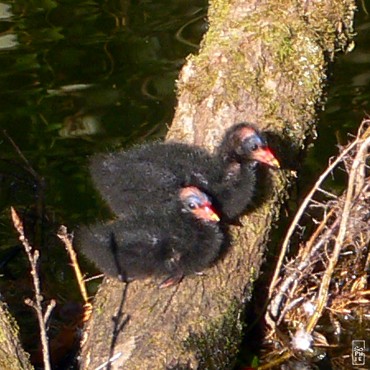 Common moorhen chicks - Poussins de poule d’eau