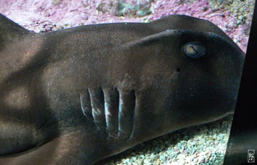 Bullhead shark - Requin dormeur