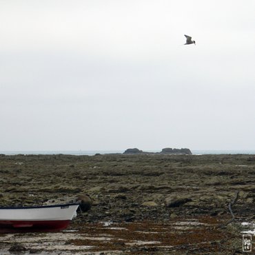 Common tern - Sterne pierregarin