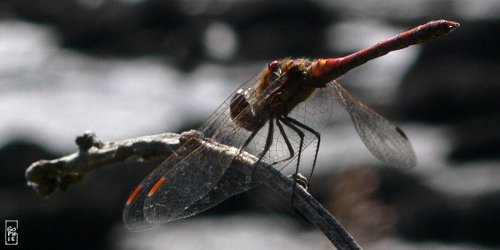 Vagrant darter dragonfly - Libellule sympétrum commun