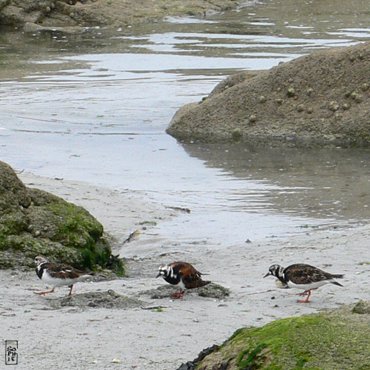 Ruddy turnstones - Tournepierre à collier