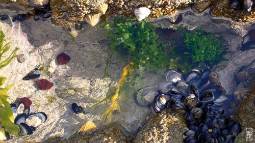 Tide pool - Trou d’eau