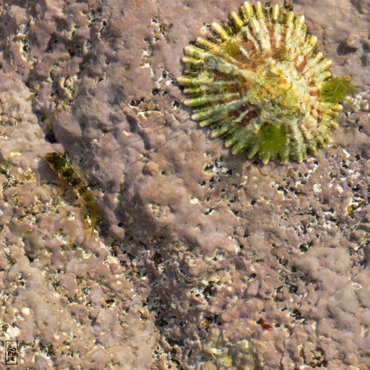 Young fish in tide pool - Alevin dans un trou d’eau