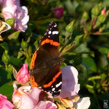 Red admiral butterfly - Papillon vulcain