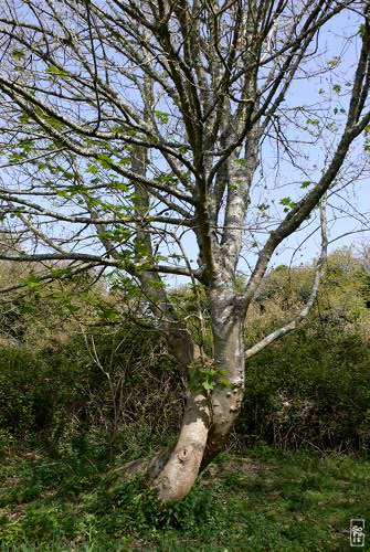 Intertwined tree trunks - Troncs d’arbre entrelacés