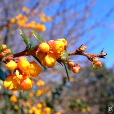 Berberis