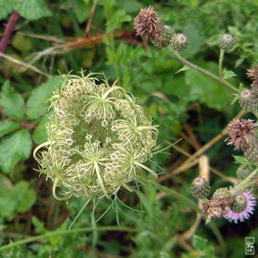 Wild carrot - Carotte sauvage