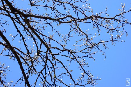 Buds - Bourgeons