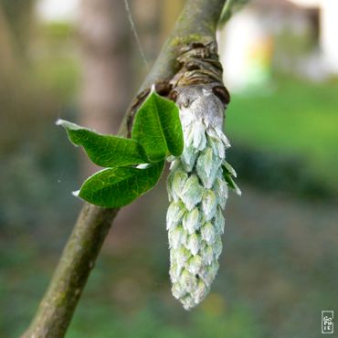 Bud and leaves - Bourgeons et feuilles