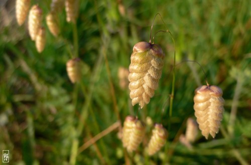 Quaking grass - Brize