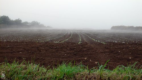 Fog - Brouillard