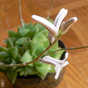 Flowering succulent - Plante grasse en fleurs