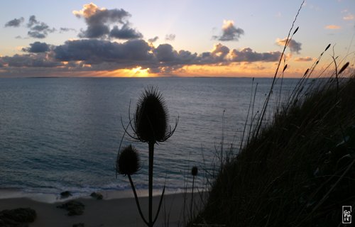 Teasel - Cardère