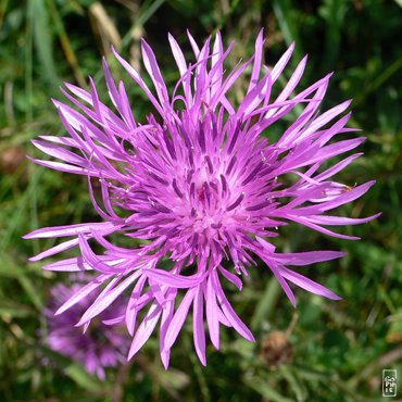 Centaurea jacea