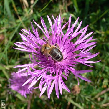 Centaurea jacea