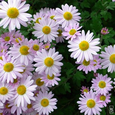 Pink chrysanthemum - Chrysanthèmes roses