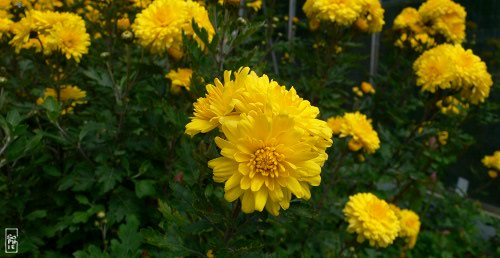 Yellow chrysanthemums - Chrysanthèmes jaunes