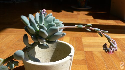 Echeveria