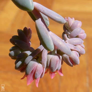 Echeveria flower - Fleur d’echeveria