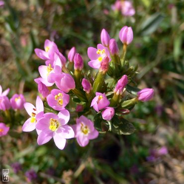 Flowers on the cliffs - Fleurs sur les falaises