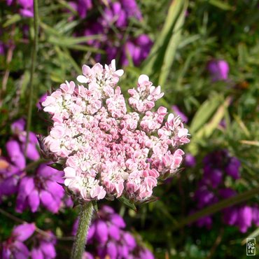 Flowers on the cliffs - Fleurs sur les falaises