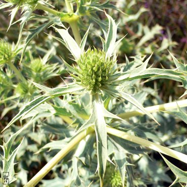 Flowers on the cliffs - Fleurs sur les falaises