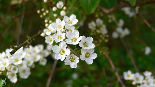 White flowers - Fleurs blanches