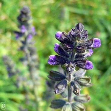 Blue flowers - Fleurs bleues