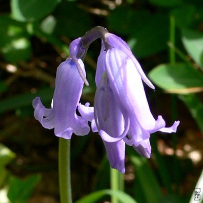 Bluebells - Jacinthe des bois