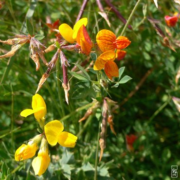 Flowers on the cliffs - Fleurs sur les falaises