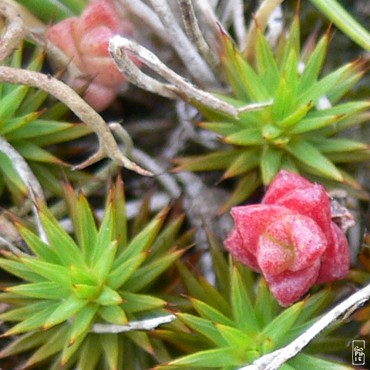 Pink flowers - Fleurs roses