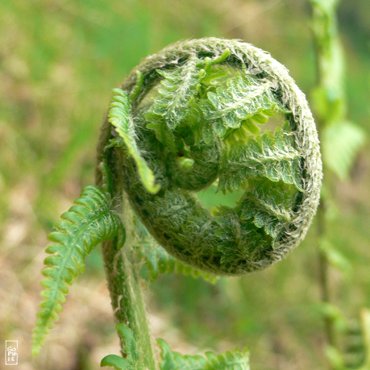 Unwinding fern - Fougère enroulée