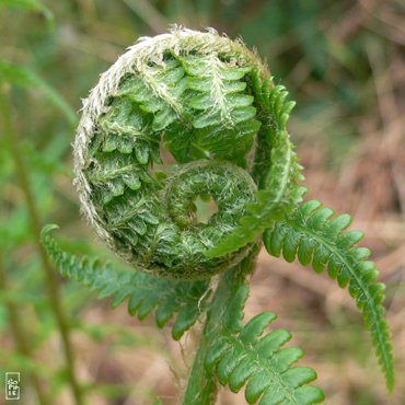 Unwinding fern - Fougère enroulée