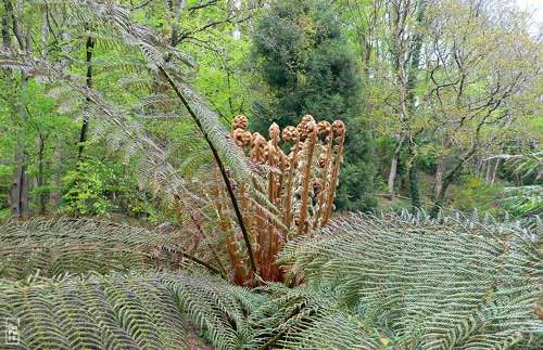 Tree fern - Fougère arborescente