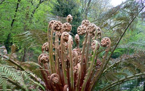 Tree fern - Fougère arborescente