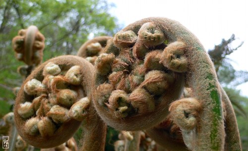 Tree fern fronds - Frondes de fougère arborescente